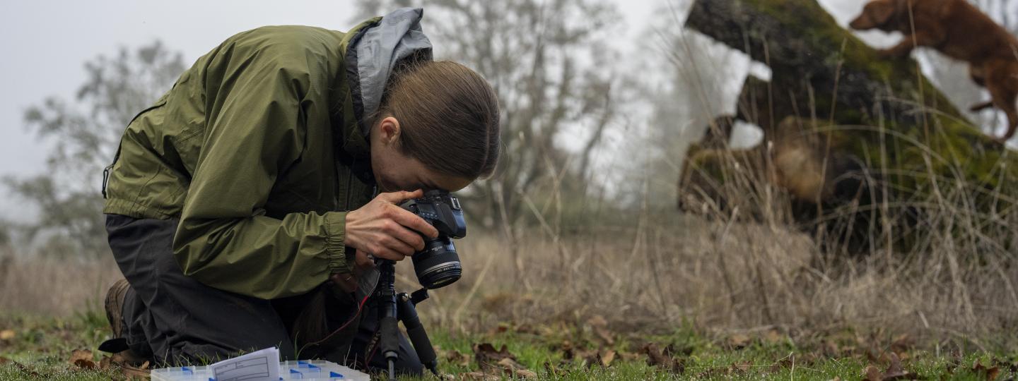 Researcher taking a picture of truffles with a dog in the background.