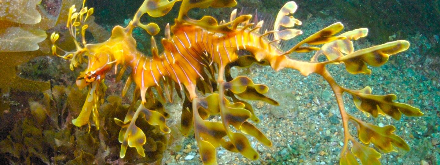 A leafy seadragon floats underwater.