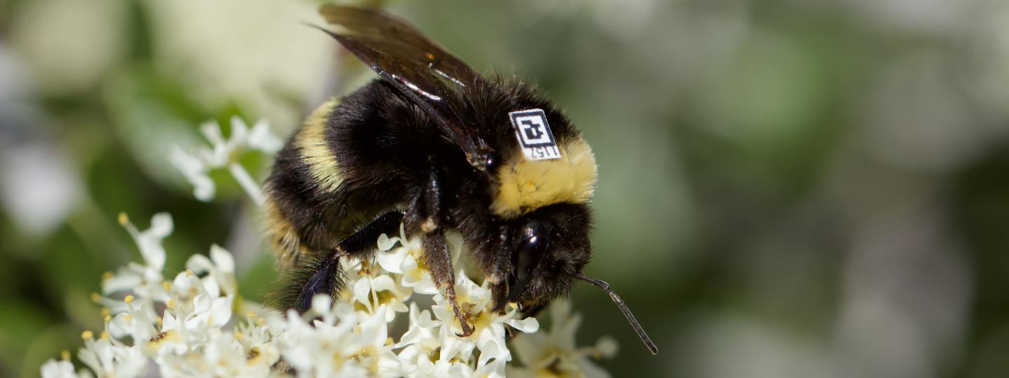 Bee on a flower with a tag attached to it. 