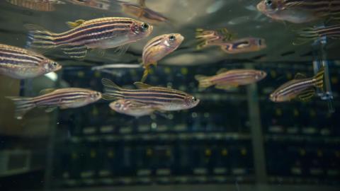 A close up view of zebrafish in a tank.