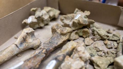 Bones in a box in the paleontology lab.