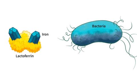 Bacteria interacting with Iron