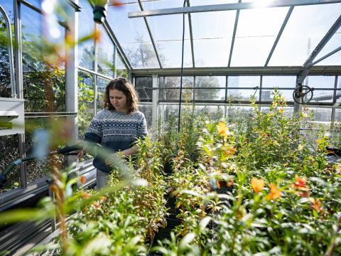 A person waters plants in a greenhouse.
